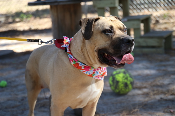 Passama, an adoptable Bullmastiff in Forked River, NJ, 08731 | Photo Image 5