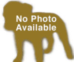 Passama, an adoptable Bullmastiff in Forked River, NJ, 08731 | Photo Image 6