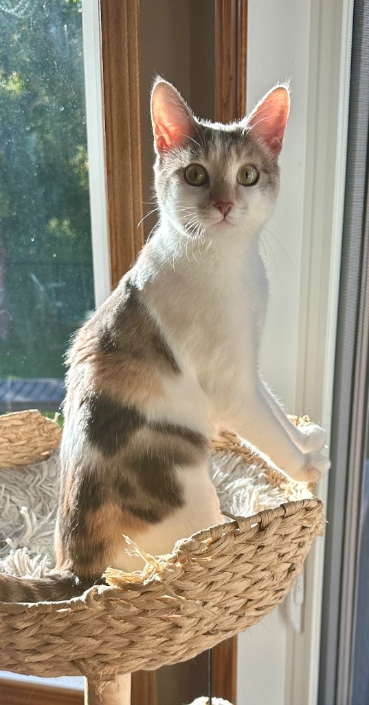 Chinook, an adoptable Domestic Short Hair in Calgary, AB, T3S 0C5 | Photo Image 1