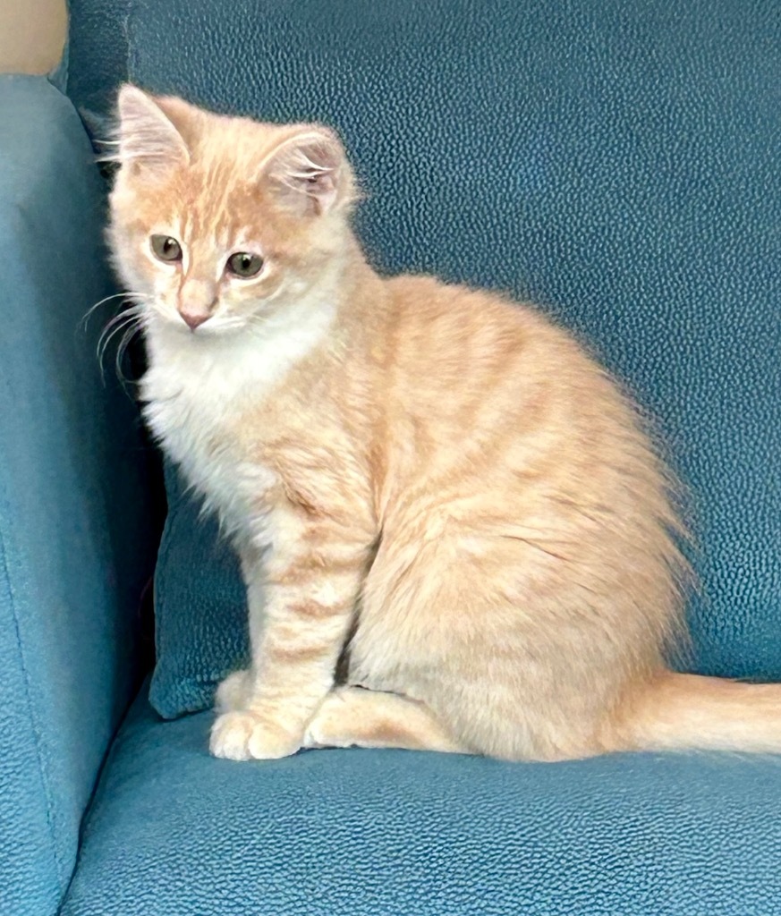 Tornado, an adoptable Domestic Medium Hair in Calgary, AB, T3S 0C5 | Photo Image 1