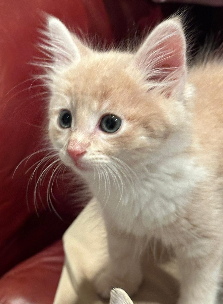 Tornado, an adoptable Domestic Medium Hair in Calgary, AB, T3S 0C5 | Photo Image 3