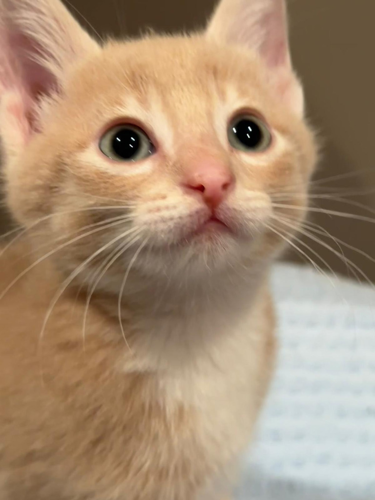 Cyclone, an adoptable Domestic Short Hair in Calgary, AB, T3S 0C5 | Photo Image 3