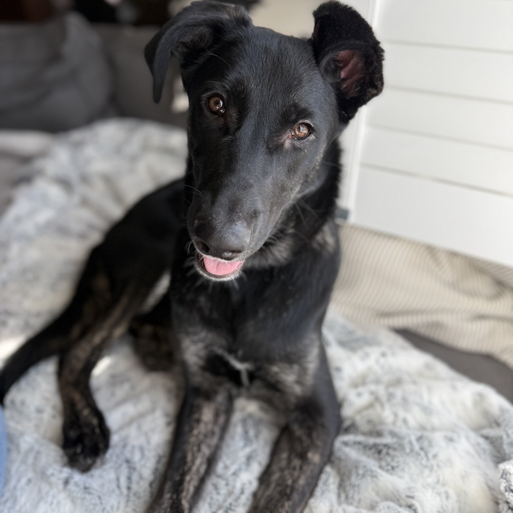 Alicia Keys, an adoptable Shepherd, Mixed Breed in Big Lake, MN, 55309 | Photo Image 1