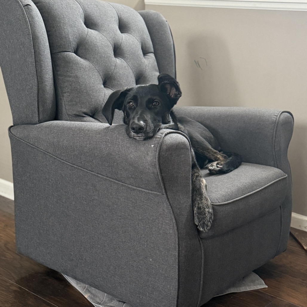 Alicia Keys, an adoptable Shepherd, Mixed Breed in Big Lake, MN, 55309 | Photo Image 2