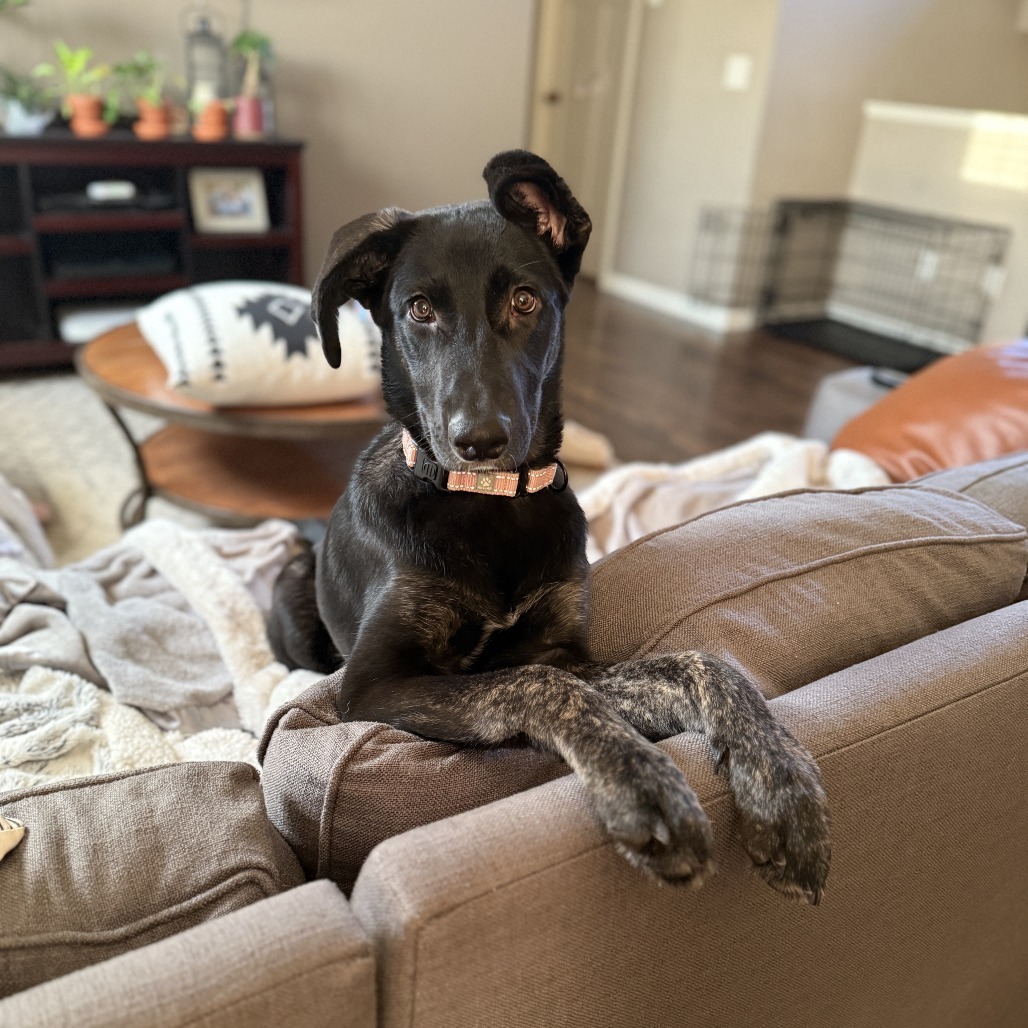 Alicia Keys, an adoptable Shepherd, Mixed Breed in Big Lake, MN, 55309 | Photo Image 3