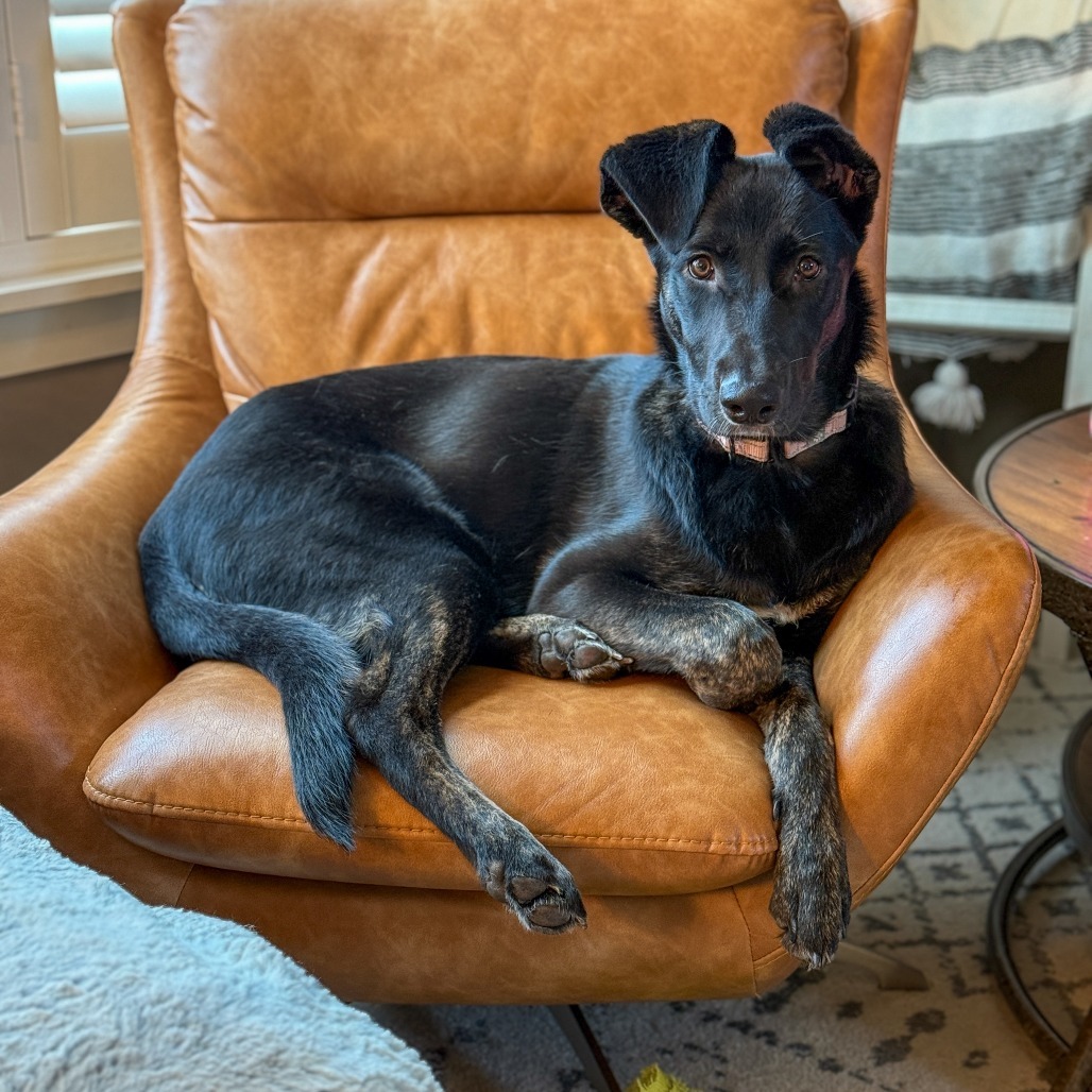 Alicia Keys, an adoptable Shepherd, Mixed Breed in Big Lake, MN, 55309 | Photo Image 4