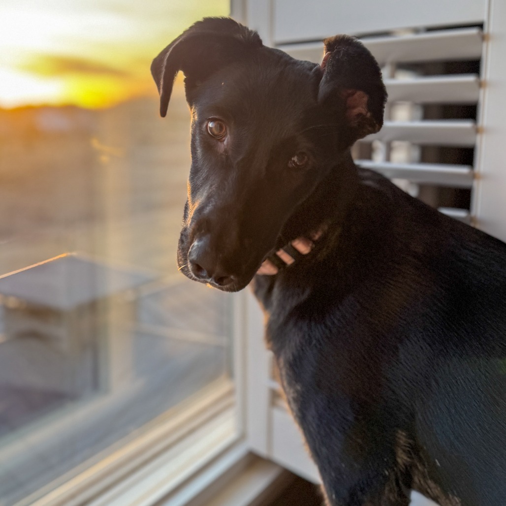 Alicia Keys, an adoptable Shepherd, Mixed Breed in Big Lake, MN, 55309 | Photo Image 5