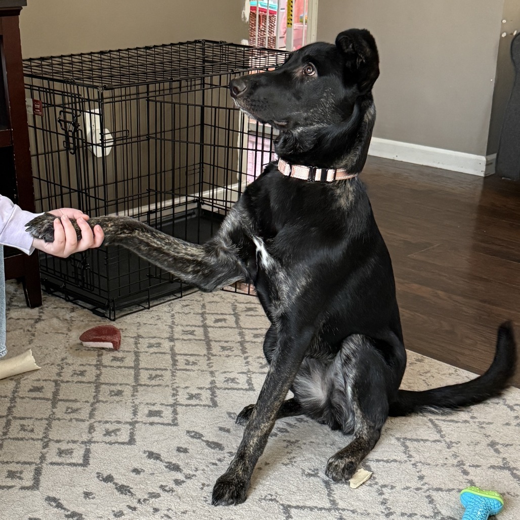 Alicia Keys, an adoptable Shepherd, Mixed Breed in Big Lake, MN, 55309 | Photo Image 6