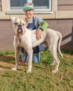 Sweet Aries has had a tough time adjusting to shelter life and is ready for a home outside the shelt