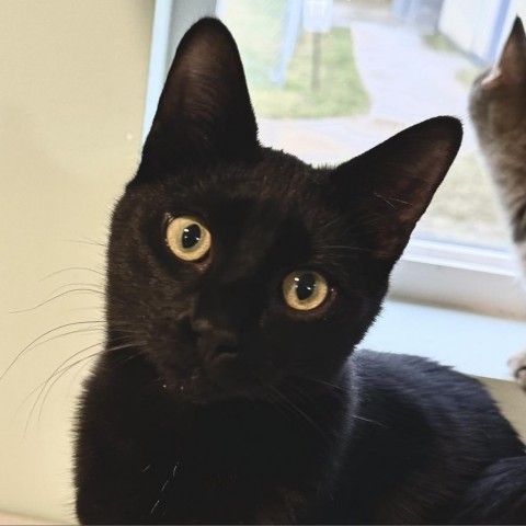 Sheena, an adoptable Domestic Short Hair in Priest River, ID, 83856 | Photo Image 1