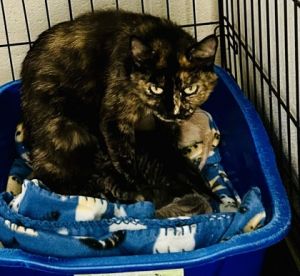 Rue, Adult Female unknown