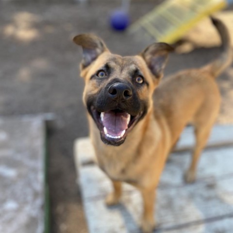 Yoda, an adoptable Shepherd in Mount Shasta, CA, 96067 | Photo Image 1