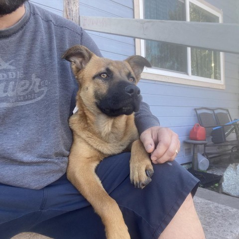 Yoda, an adoptable Shepherd in Mount Shasta, CA, 96067 | Photo Image 2