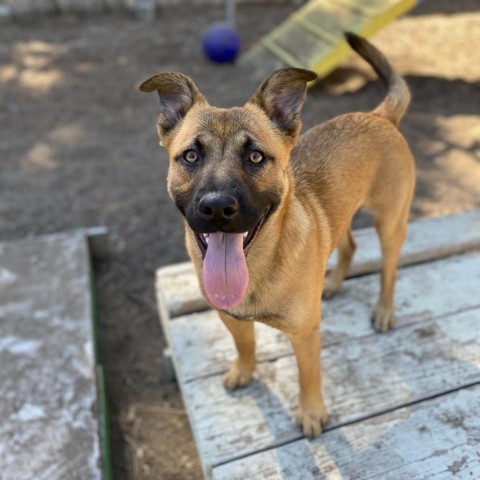 Yoda, an adoptable Shepherd in Mount Shasta, CA, 96067 | Photo Image 5