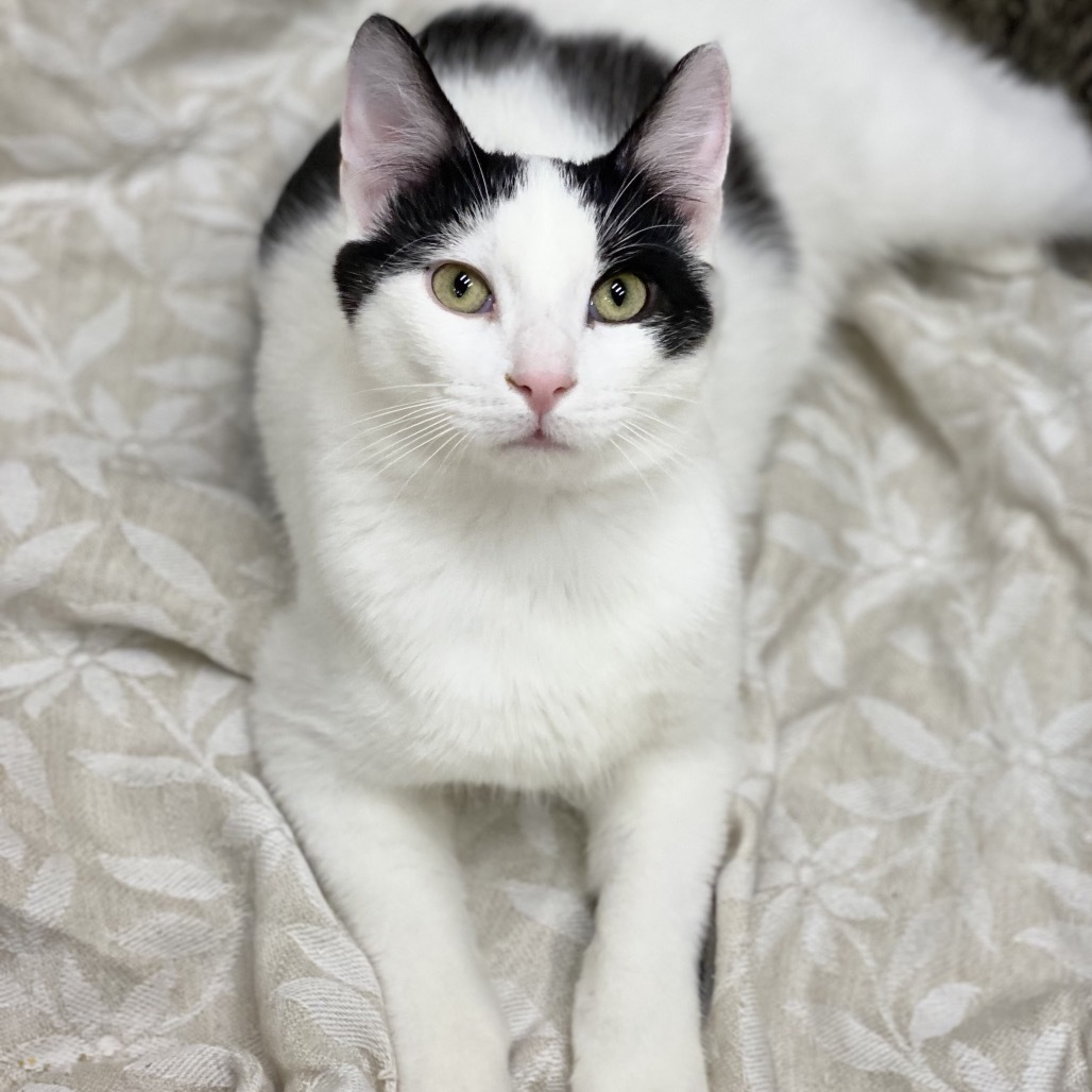 Domino