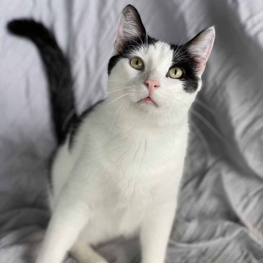 Domino