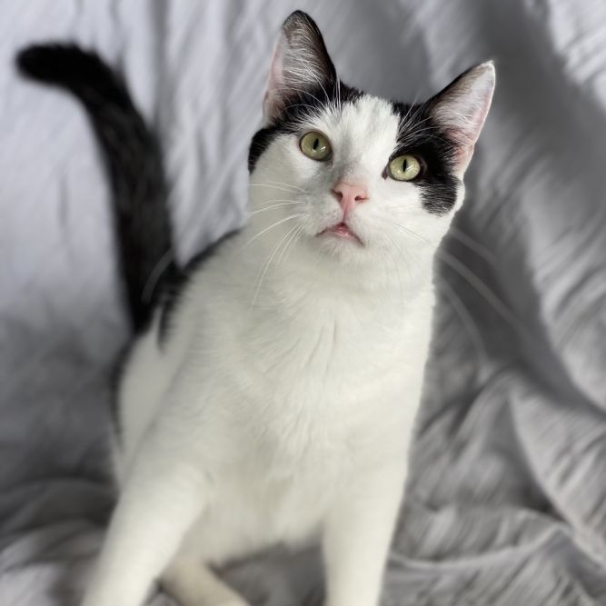 Domino