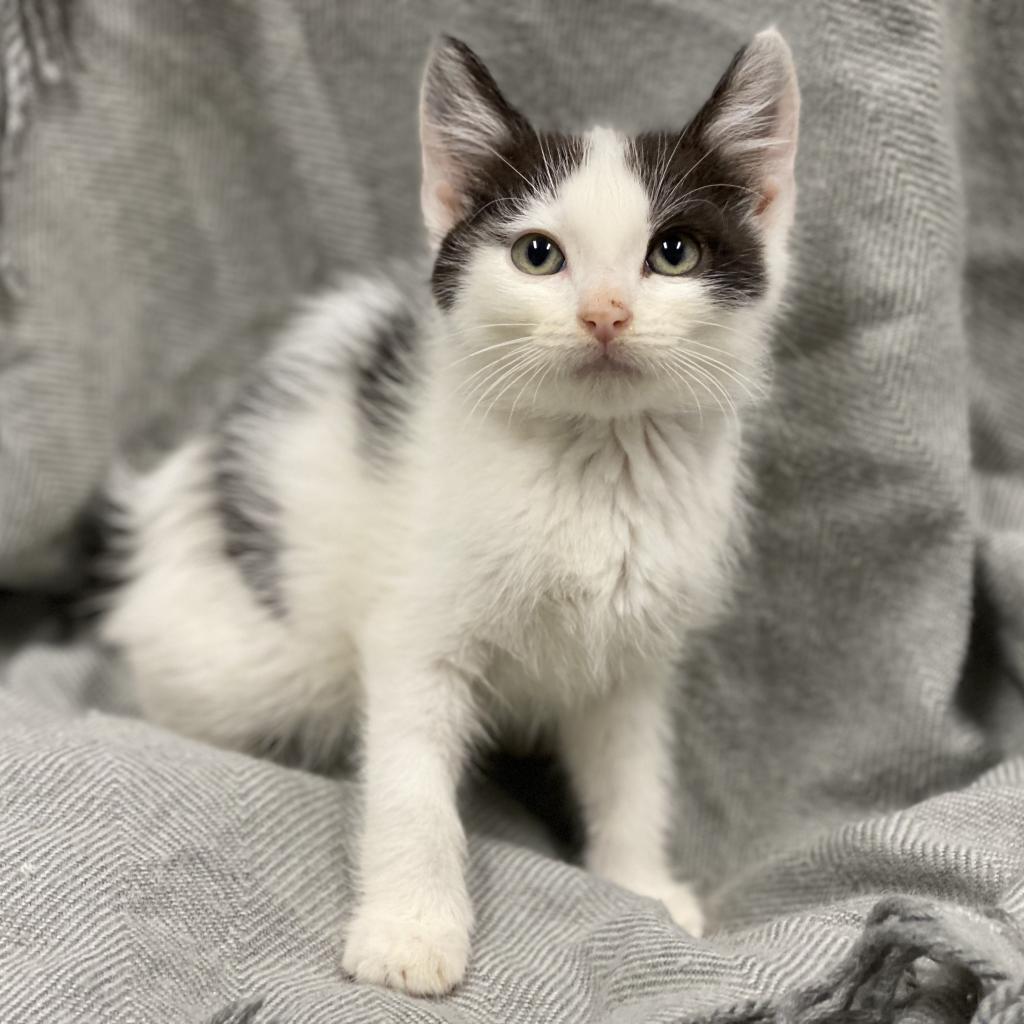 Domino, an adoptable Domestic Short Hair in Decorah, IA, 52101 | Photo Image 2