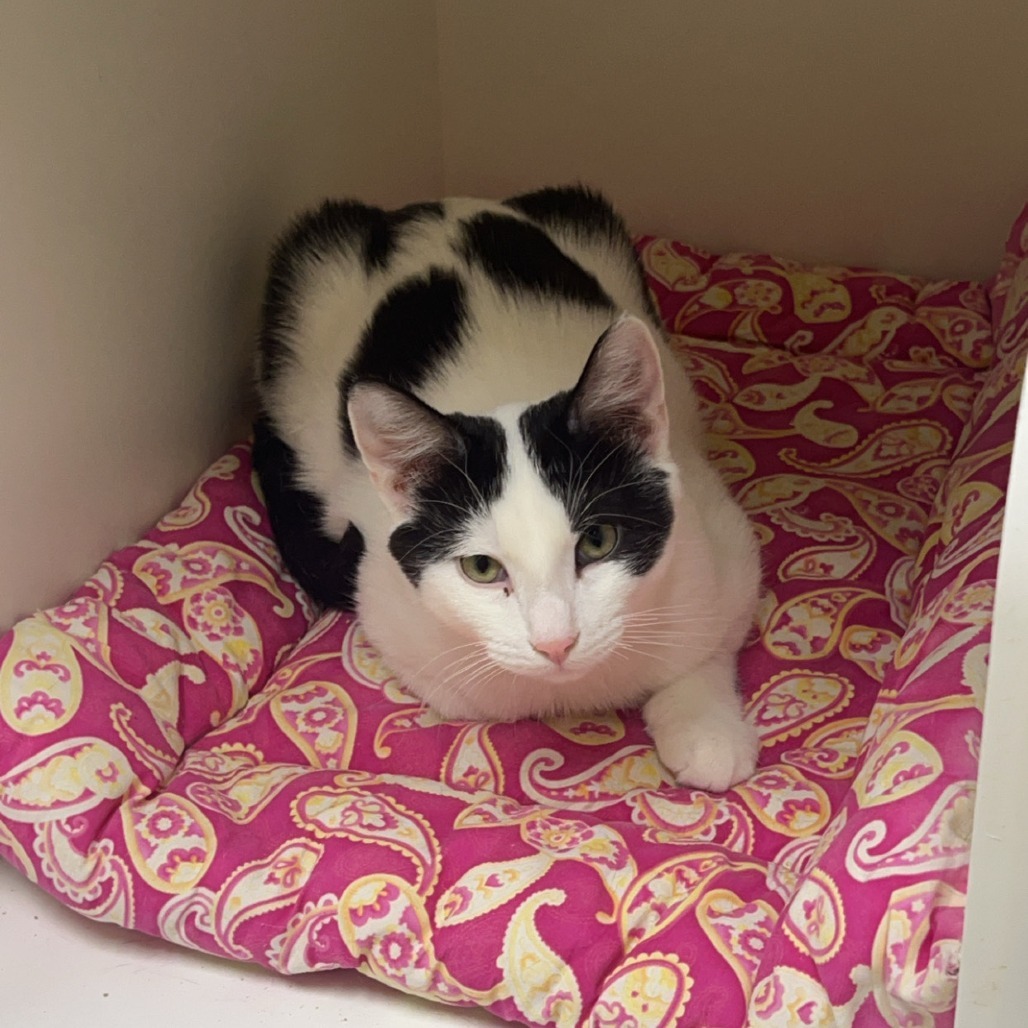 Domino, an adoptable Domestic Short Hair in Decorah, IA, 52101 | Photo Image 3