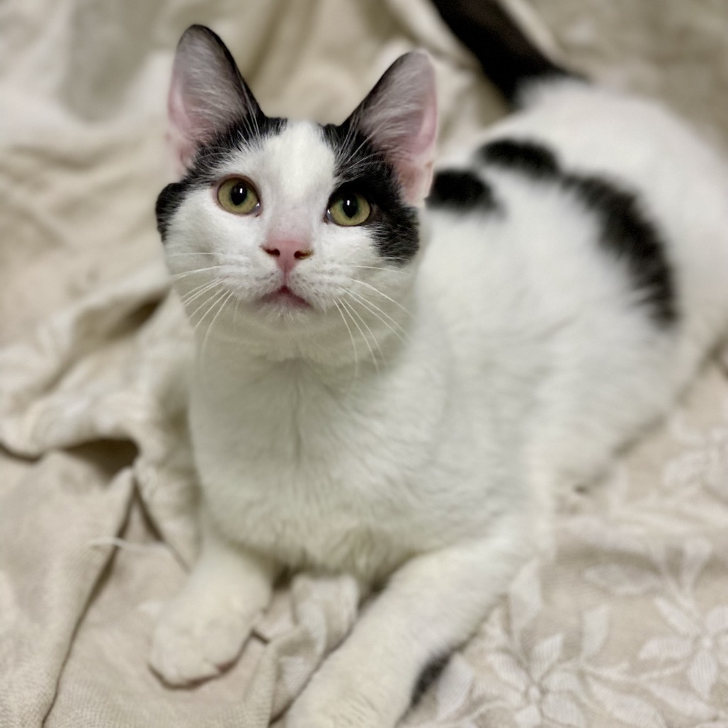 Domino