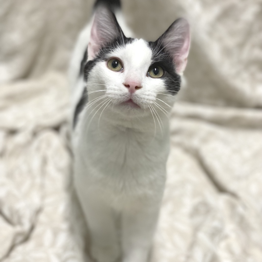 Domino