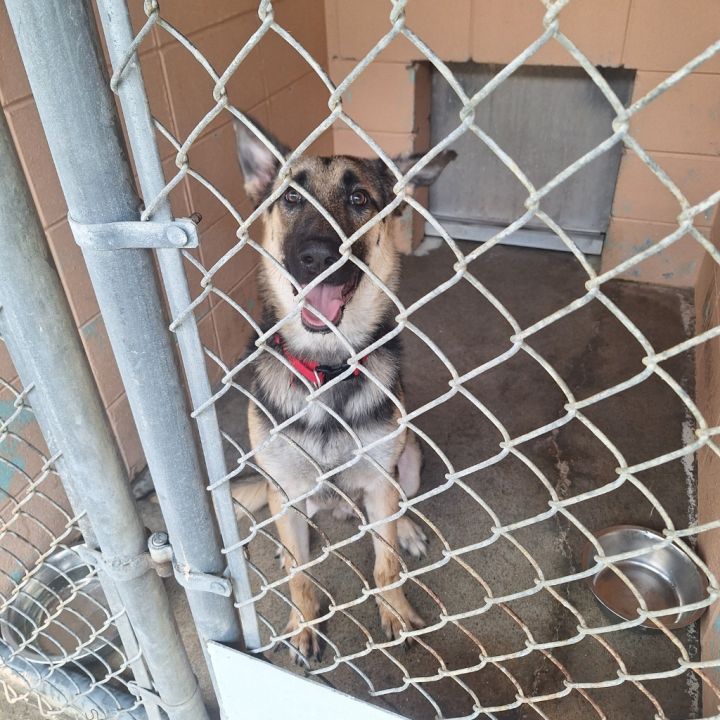 Dog for adoption Benson, a German Shepherd Dog in Gautier, MS Petfinder