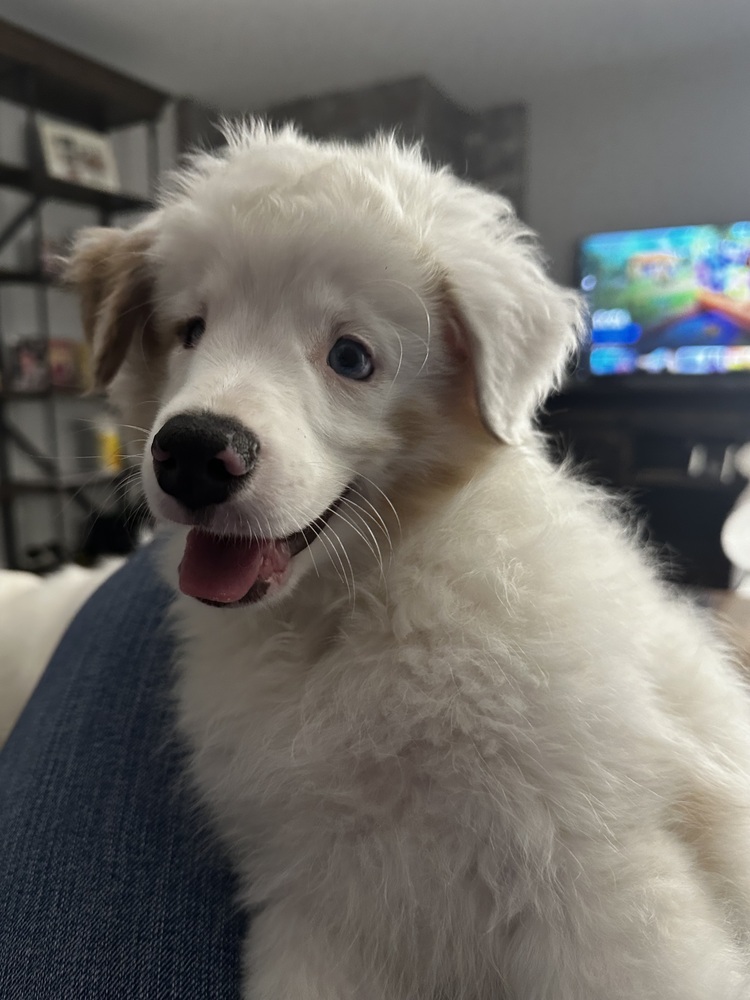 Roger, an adoptable Aussiedoodle in Troy, IL, 62294 | Photo Image 2