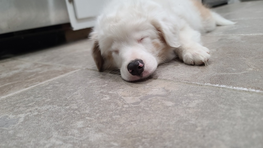 Roger, an adoptable Aussiedoodle in Troy, IL, 62294 | Photo Image 6