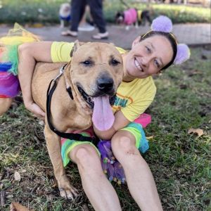 Kodak, Adult Male Mixed Breed