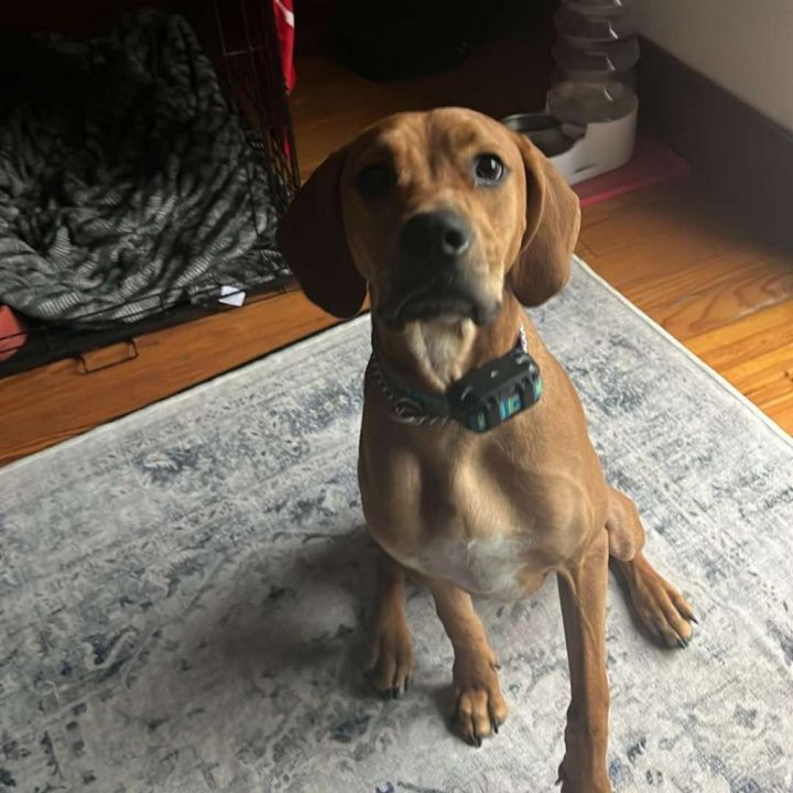 Elvis 1