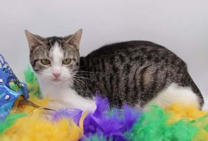 Riza, Adult Female Domestic Short Hair