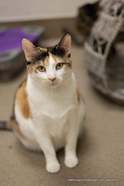Angel, an adoptable Calico in Parlier, CA, 93648 | Photo Image 1