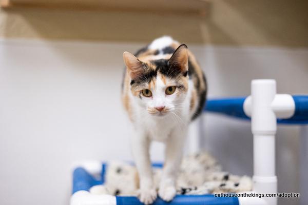 Angel, an adoptable Calico in Parlier, CA, 93648 | Photo Image 3