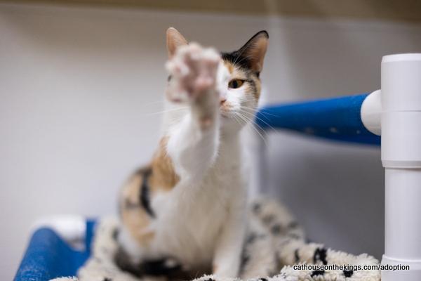 Angel, an adoptable Calico in Parlier, CA, 93648 | Photo Image 4