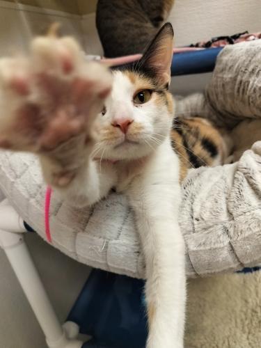 Angel, an adoptable Calico in Parlier, CA, 93648 | Photo Image 5