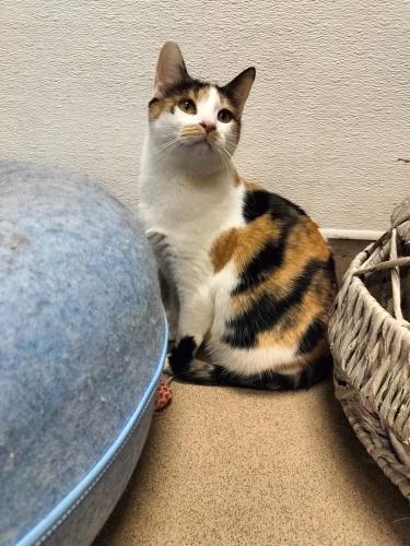 Angel, an adoptable Calico in Parlier, CA, 93648 | Photo Image 6