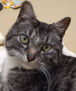 Poppy, Adult Female unknown
