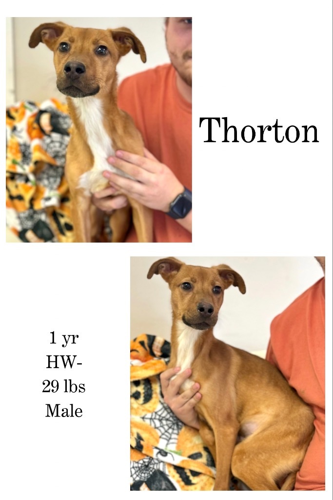 Thorton