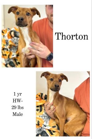 Thorton, Young Male unknown