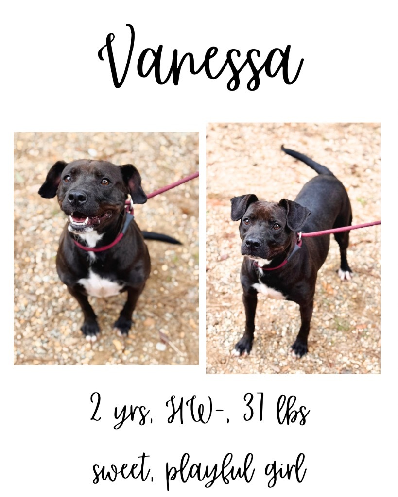Vanessa