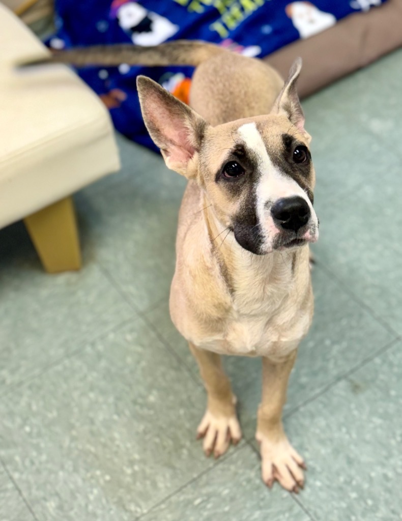 Nova