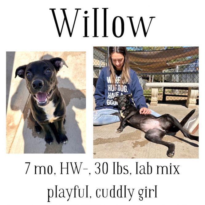 Willow