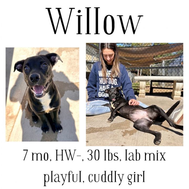 Willow 1