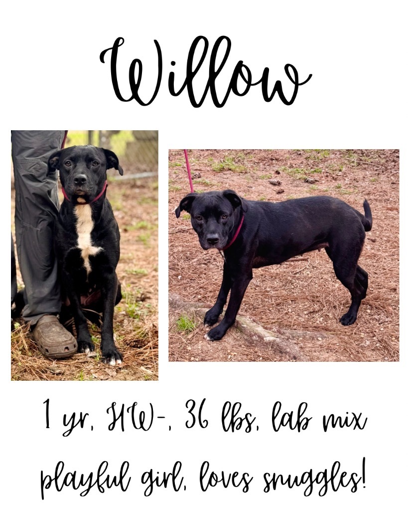 Willow