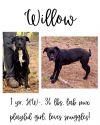 Willow photo 1