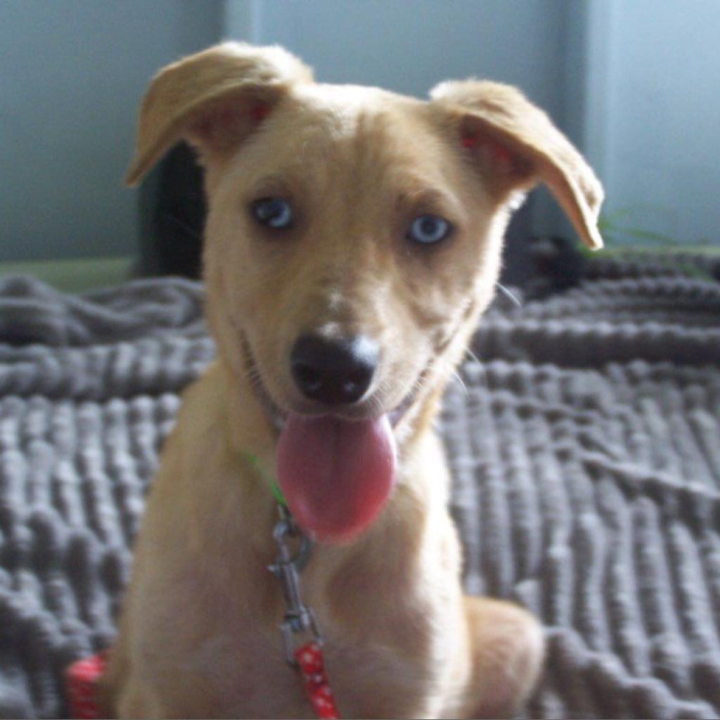 Kamaya-AFAH-Stray-af20, an adoptable Yellow Labrador Retriever in Volcano, HI, 96785 | Photo Image 1