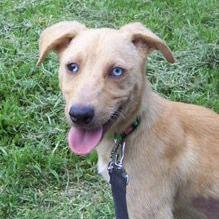 Kamaya-AFAH-Stray-af20, an adoptable Yellow Labrador Retriever in Volcano, HI, 96785 | Photo Image 2