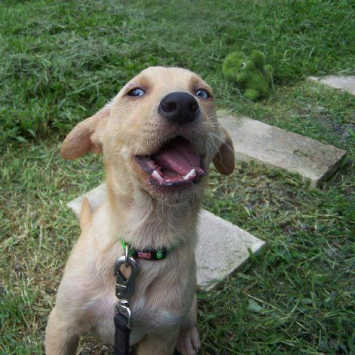 Kamaya-AFAH-Stray-af20, an adoptable Yellow Labrador Retriever in Volcano, HI, 96785 | Photo Image 6