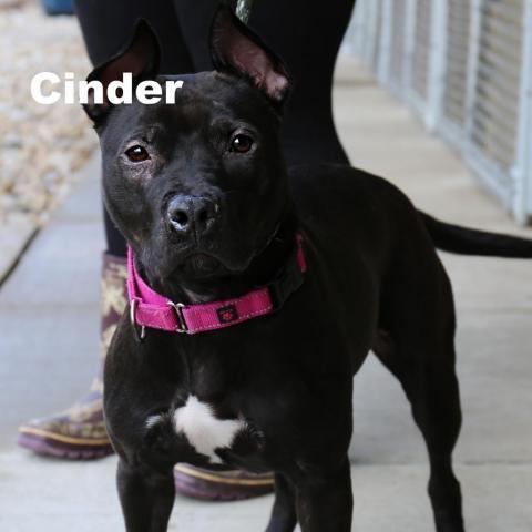 Cinder 240752, an adoptable Mixed Breed in Escanaba, MI, 49829 | Photo Image 1