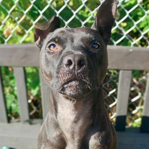 Cinder 240752, an adoptable Mixed Breed in Escanaba, MI, 49829 | Photo Image 2